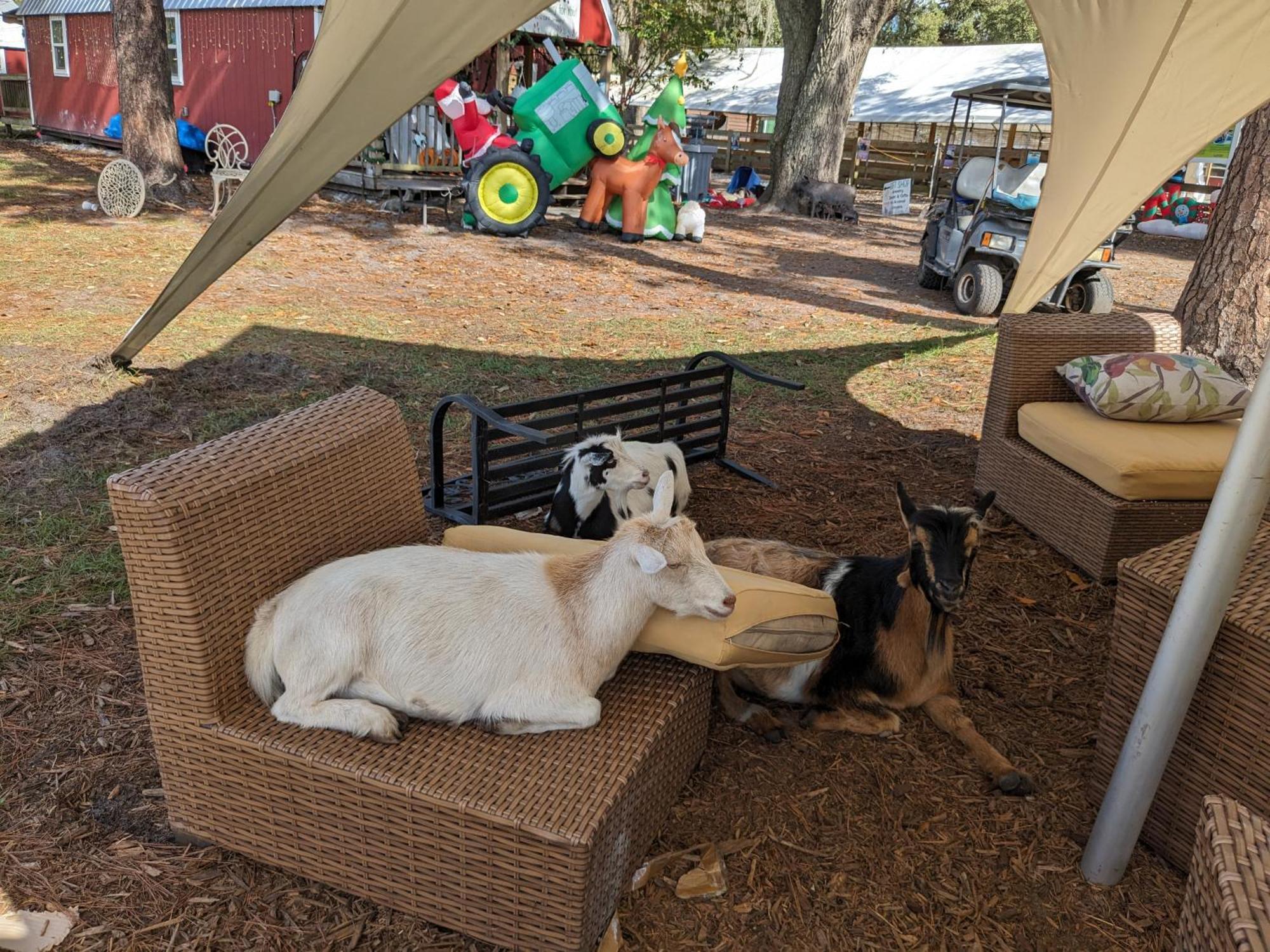 Rooterville Animal Sanctuary Melrose エクステリア 写真